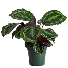 Load image into Gallery viewer, Calathea &#39; Medallion&#39;
