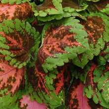 Load image into Gallery viewer, Coleus Kong® Salmon Pink
