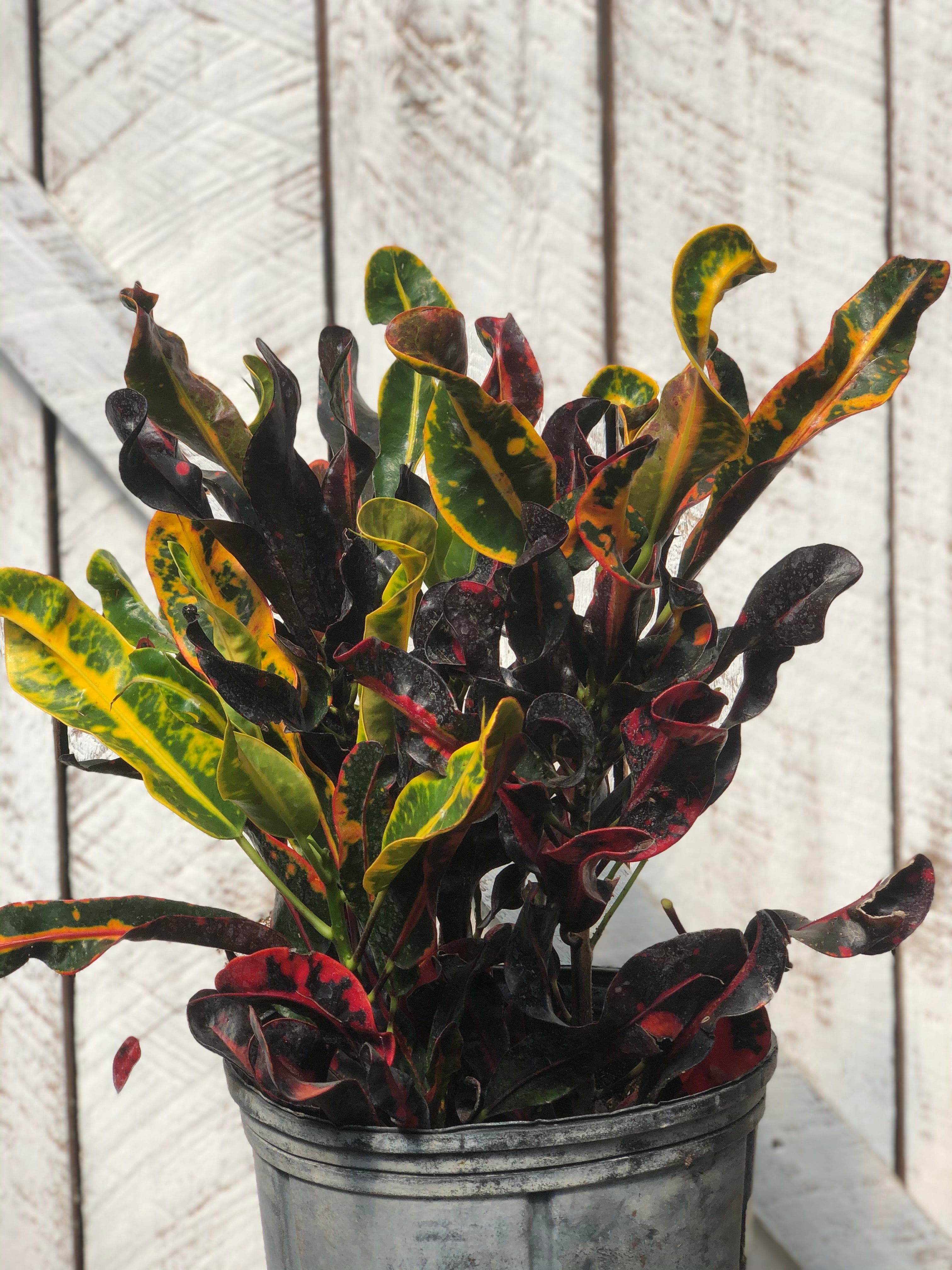croton mammy east window Croton Mammey – Loweys Produce