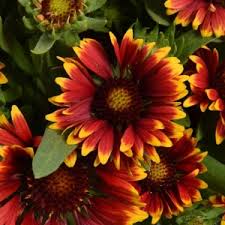 Gaillardia aristata "Spin Top Copper Sun'