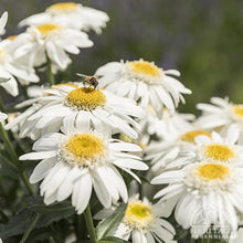 Load image into Gallery viewer, Leucanthemum s. &#39;Sweet Daisy Birdy&#39;
