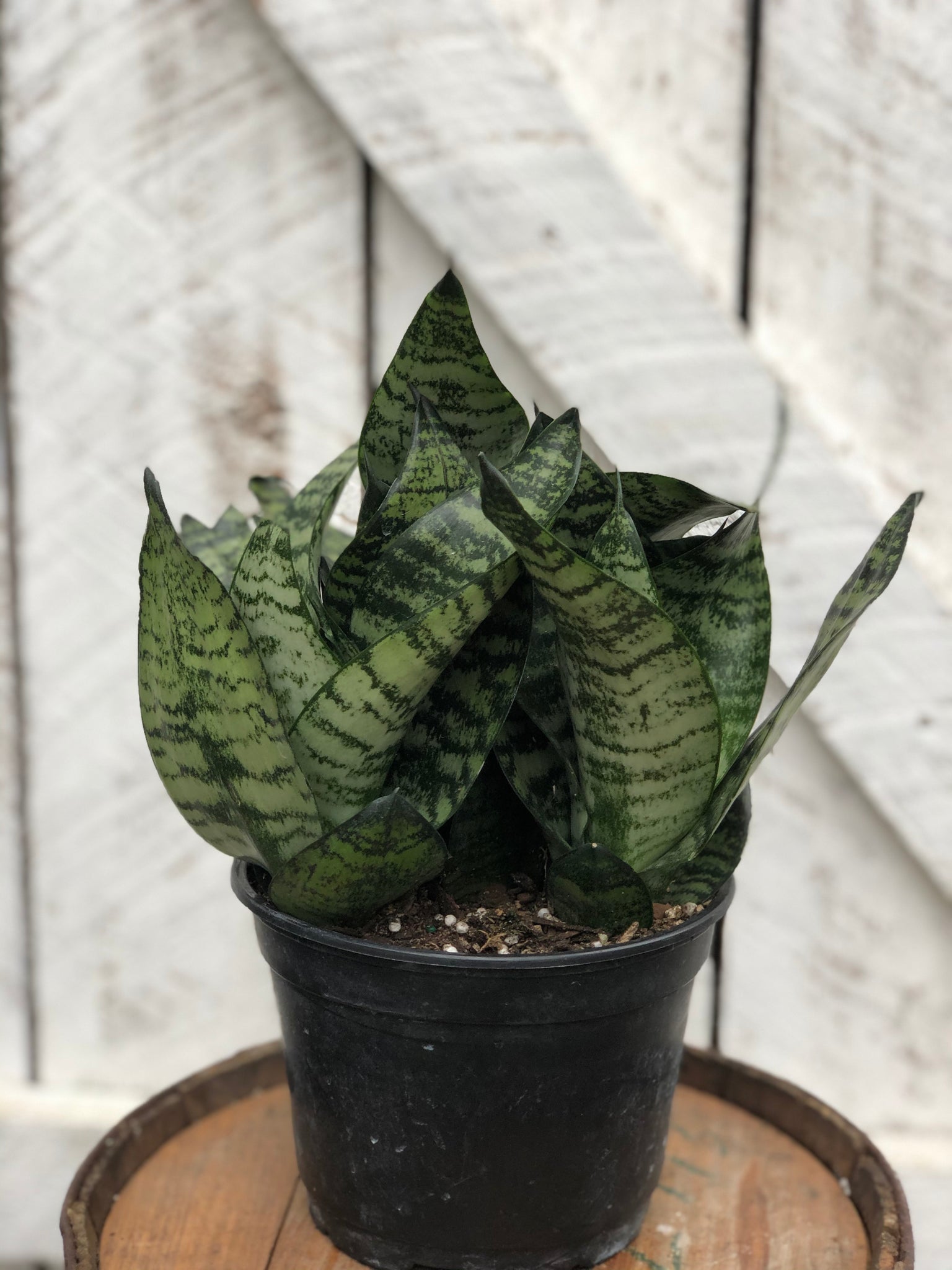 star power sansevieria Sansevieria Starpower