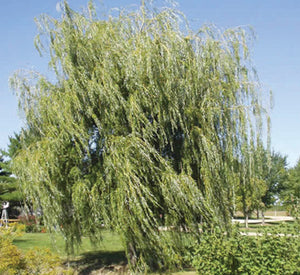Cascade Willow