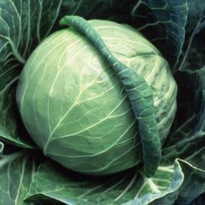 Fast Vantage Cabbage
