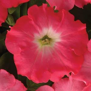 Petunia Easy Wave® Rosy Dawn