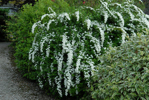 Spirea Snowmound