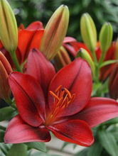 Load image into Gallery viewer, Lilium asiatica &#39;Tiny Rocket&#39;
