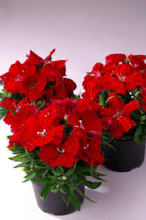 Load image into Gallery viewer, Dianthus Diana Scarlet
