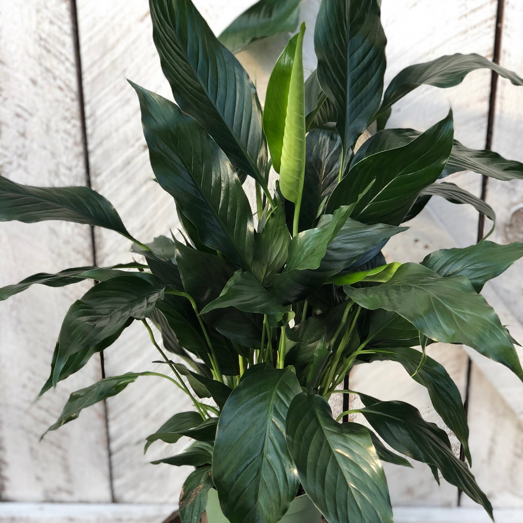 deluxe peace lily Peace lily 'Deluxe'