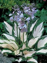 Load image into Gallery viewer, Hosta &#39;Fire and Ice&#39;
