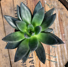 Load image into Gallery viewer, Echeveria Affinis
