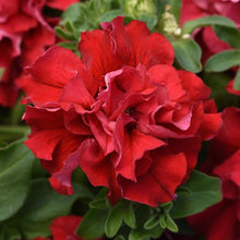 Load image into Gallery viewer, Petunia - Double Cascade Valentine Double
