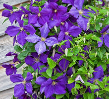 Load image into Gallery viewer, Clematis x &#39;Jackmanii&#39;
