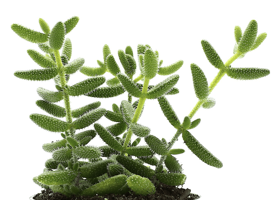 Deslosperma 'Pickle Plant'