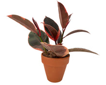 Load image into Gallery viewer, Ficus decora Ruby

