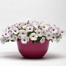 Load image into Gallery viewer, Petunia Easy Wave® Silver
