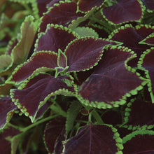 Load image into Gallery viewer, Coleus Chocolate Mint
