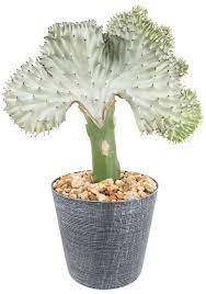 Coral Cactus