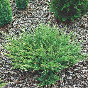 Juniper Horizontalis Andorra (Plumosa)