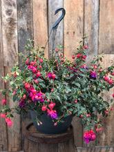 Load image into Gallery viewer, Fuchsia Hanging Basket
