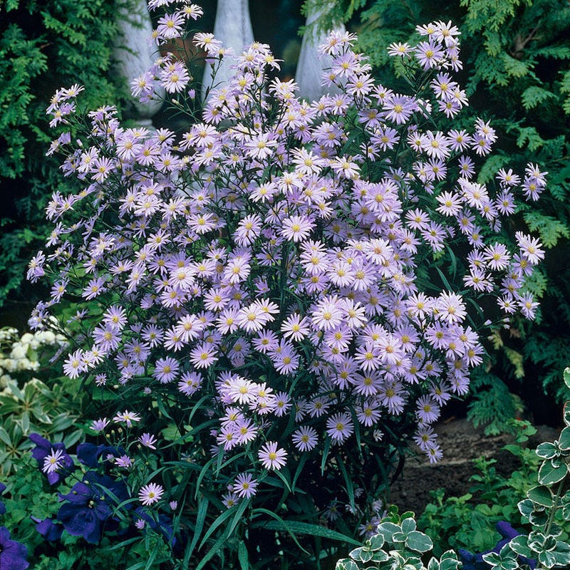 Aster 'Woods Blue'