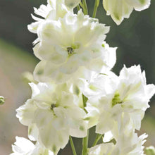 Load image into Gallery viewer, Delphinium &#39;Green Twist&#39;
