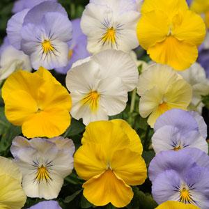 Pansy Cool Wave® Pastel Mix