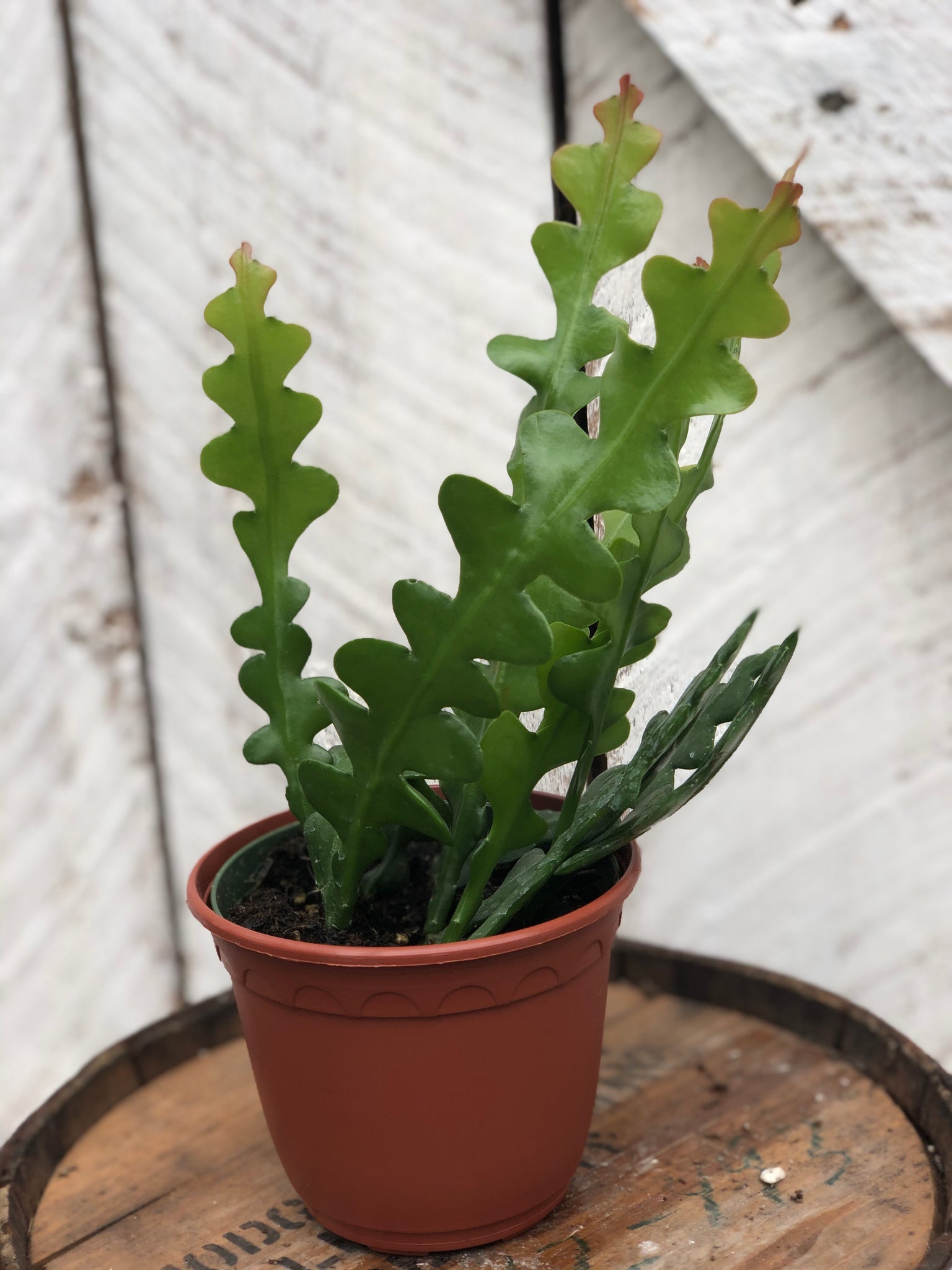 Fishbone Cactus – Loweys Produce