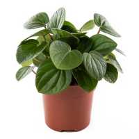 Peperomia 'Leap Frog'