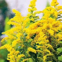 Load image into Gallery viewer, Solidago canadensis &#39;Little Miss Sunshine&#39;
