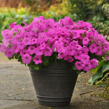 Load image into Gallery viewer, Petunia Easy Wave® Neon Rose

