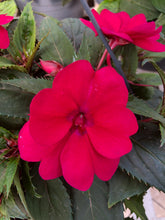 Load image into Gallery viewer, New Guinea Impatiens Basket
