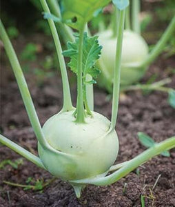 Kohlrabi Konan