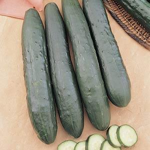 Burpless Cucumber (Slicing)