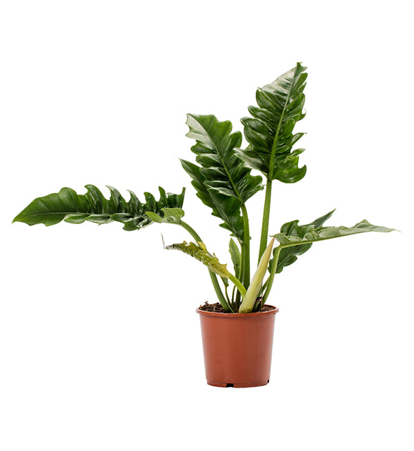 Philodendron Narrow Tiger Tooth