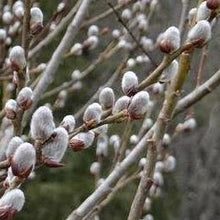 Load image into Gallery viewer, Pussy Willow

