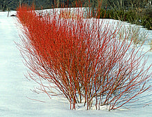 Load image into Gallery viewer, Cardinal Dogwood
