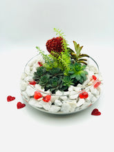 Load image into Gallery viewer, Large Bowl Terrariums
