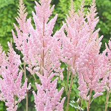 Load image into Gallery viewer, Astilbe chinensis &#39;Vision Inferno&#39;
