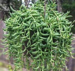 string of beans plant succulent String of Beans