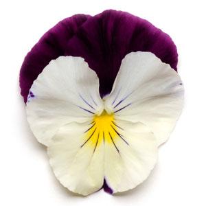 Pansy Cool Wave® Violet Wing
