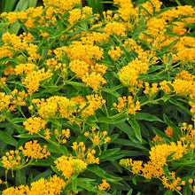 Load image into Gallery viewer, Asclepias tuberosa &#39;Hello Yellow&#39;
