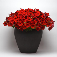 Load image into Gallery viewer, Petunia Easy Wave® Red
