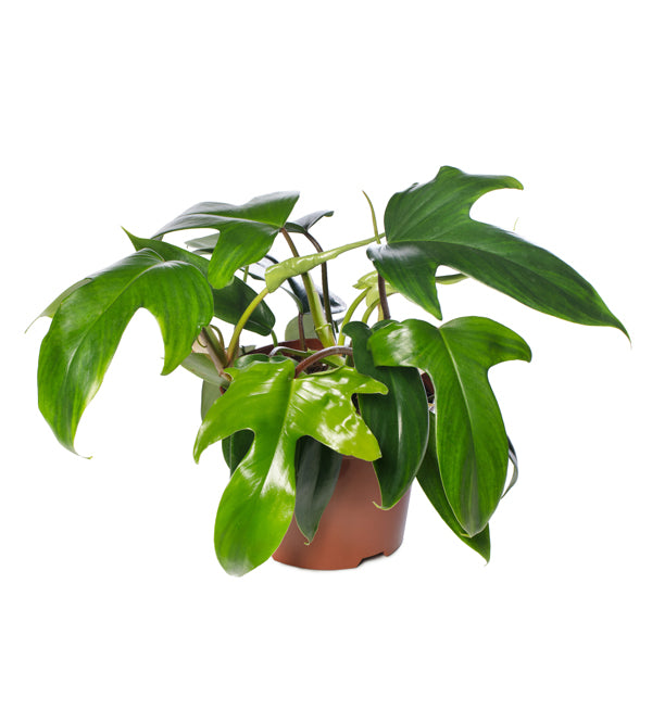Philodendron Florida