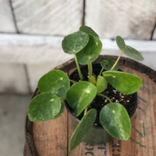 Load image into Gallery viewer, Peperomia Pilea Chinese Money Plant
