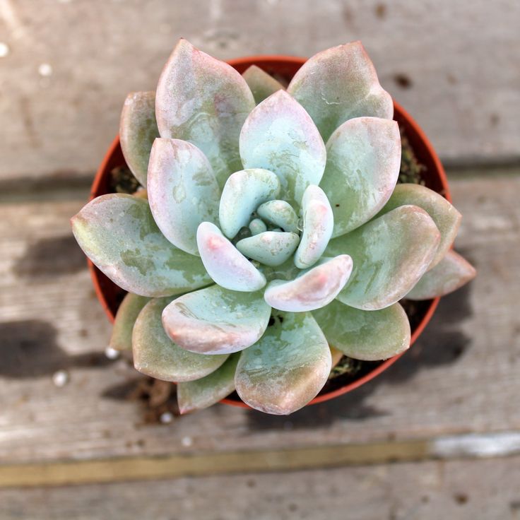 balloon succulent Echeveria Grosso Blue Balloon
