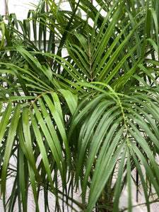 Roebellini palm