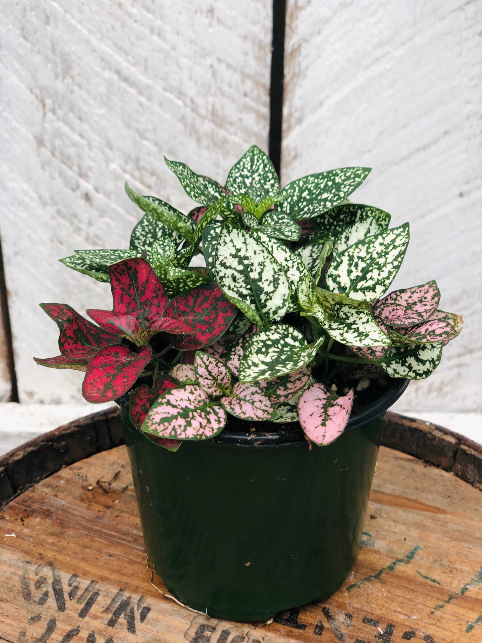polka dot plant potting mix Polka Dot Plant 'Hypoestes' Mix