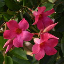 Load image into Gallery viewer, Pink Mandevilla - Small Leaf
