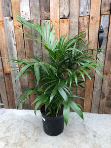 areca palm air purifier Areca Palm – Loweys Produce